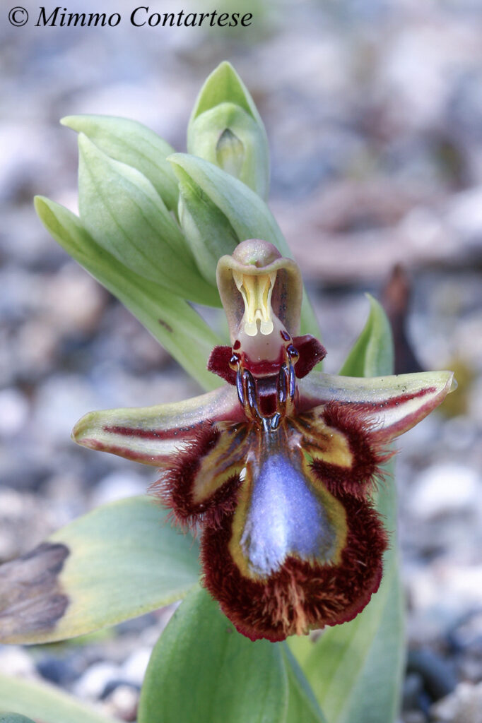 Ophrys speculum - Marinello 14-3-15_267 - ritratto close up - SITO MIO-2