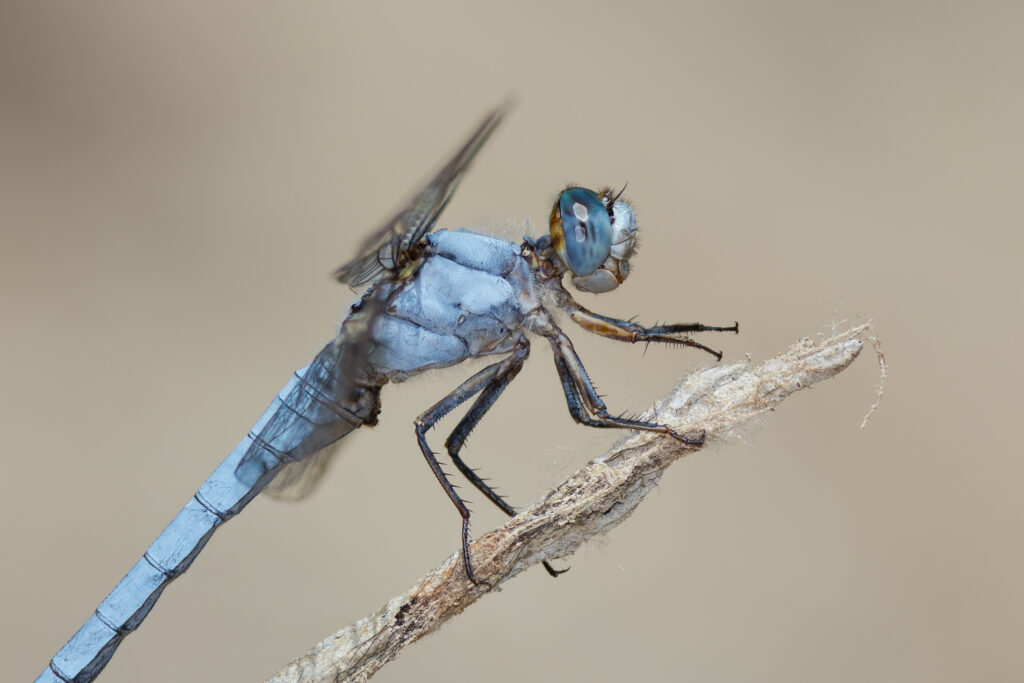 Orthetrum brunneum maschio - Roccella 19-7-2018 - LR - HD-078